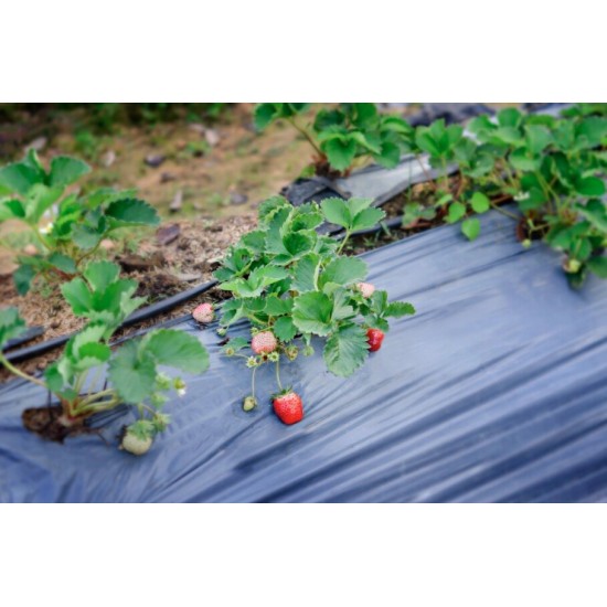 Pretnezāļu plēve zemenēm ar caurumiem 1,2 × 5 m, melna – nezāļu kontrolei un stādu audzēšanai