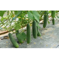 Pretnezāļu plēve gurķiem ar caurumiem 1 × 5 m, melna – nezāļu kontrolei un stādu audzēšanai