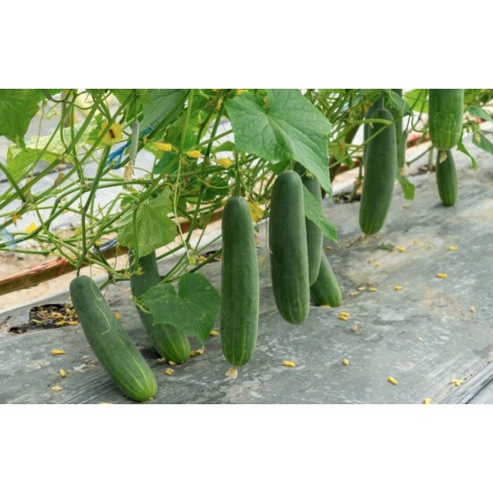 Pretnezāļu plēve gurķiem ar caurumiem 1 × 5 m, melna – nezāļu kontrolei un stādu audzēšanai