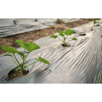 Pretnezāļu plēve gurķiem ar caurumiem 1 × 10 m, melna – nezāļu kontrolei un stādu audzēšanai