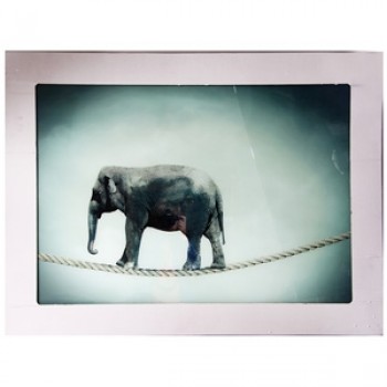Stikla fotoglezna ZIRKUS ELEFANT 90x120cm