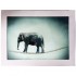Stikla fotoglezna ZIRKUS ELEFANT 90x120cm