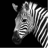 Foto glezna 50x50 Zebra 89170