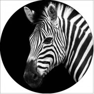 Foto glezna D60cm Zebra 93771
