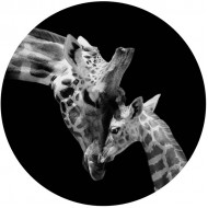 Foto glezna D60cm Giraffe 94549