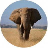 Foto glezna D40cm Elephant 95522
