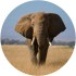 Foto glezna D40cm Elephant 95522