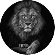 Foto glezna D80cm Lion 97793