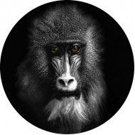 Foto glezna D50cm Mandril 97878