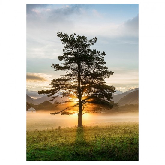 Foto glezna 50x70cm LONE TREE /15