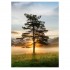 Foto glezna 50x70cm LONE TREE /15