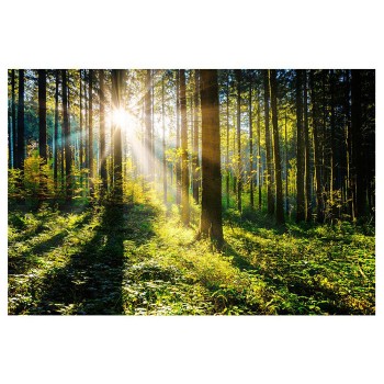 Foto glezna 80x120 Sunny Forest